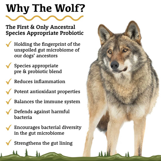 Adored Beast The Wolf | Ancestral Gut Health + Immune Support