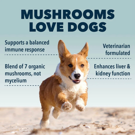 Four Leaf Rover Organic Seven 'Shrooms | Immune Mushroom Blend